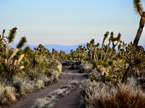 Mojave National Preserve