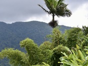El Yunque National Forest 