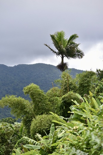 El Yunque National Forest 