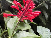 El Yunque National Forest 