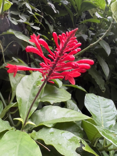 El Yunque National Forest 
