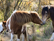 Chincoteague Island National Wildlife Reservation: Assateague Island, Virginia