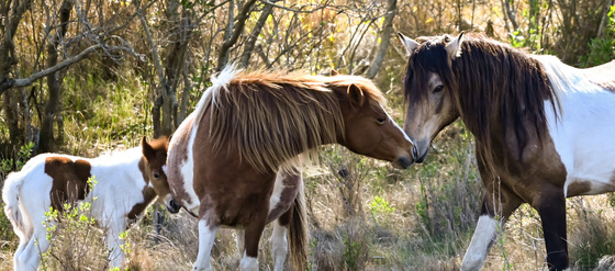 Chincoteague Island National Wildlife Reservation: Assateague Island, Virginia