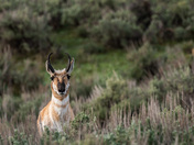 Yellowstone National Park