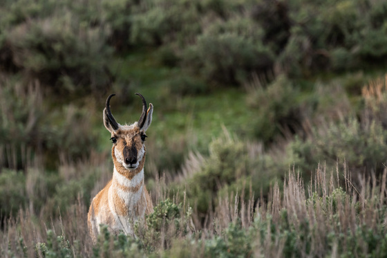 Yellowstone National Park