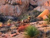 Joshua Tree National Park