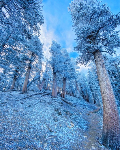 Angeles National Forest 
