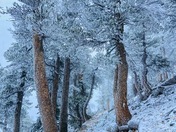 Angeles National Forest 