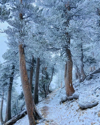 Angeles National Forest 