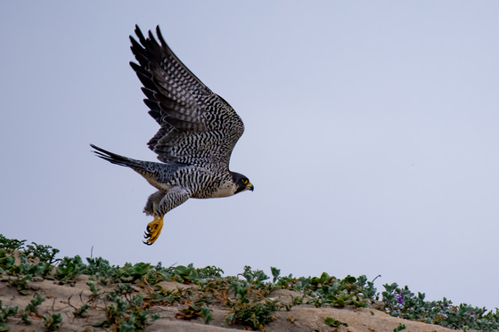 Salinas River National Wildlife Reserve