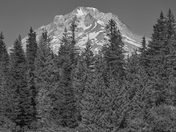 Mt Hood National Forest 