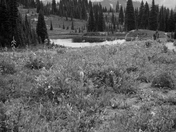 Mt Rainier National Park 