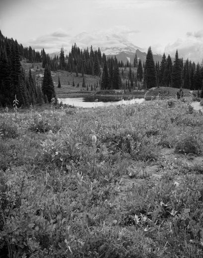 Mt Rainier National Park 