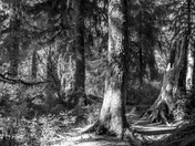 Hoh Rain Forest