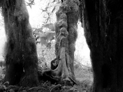 Hoh Rain Forest
