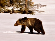 Yellowstone National Park 