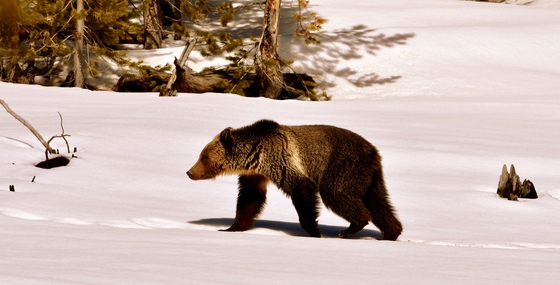 Yellowstone National Park 