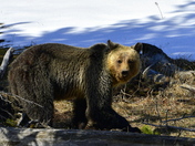 Yellowstone National Park