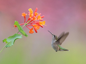 My Ruby-Throated Hummingbirds collection 2023