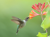 My Ruby-Throated Hummingbirds collection 2023