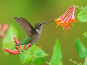 My Ruby-Throated Hummingbirds collection 2023