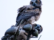Salinas River National Wildlife Refuge