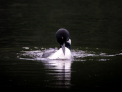Preening Loon