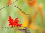 Ruby-throated hummingbird 2023 collections 