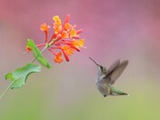 Ruby-throated hummingbird 2023 collections 