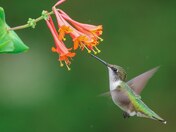 Ruby-throated hummingbird 2023 collections 