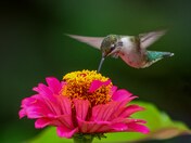 Ruby-throated hummingbird 2023 collections 
