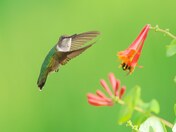 Ruby-throated hummingbird 2023 collections 
