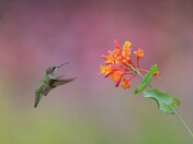 Ruby-throated hummingbird 2023 collections 