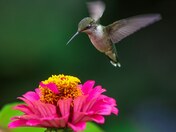 Ruby-throated hummingbird 2023 collections 