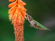 Ruby-throated hummingbird 2023 collections 