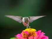 Ruby-throated hummingbird 2023 collections 