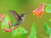 Ruby-throated hummingbird 2023 collections 