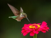 Ruby-throated hummingbird 2023 collections 