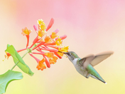 Ruby-throated hummingbird 