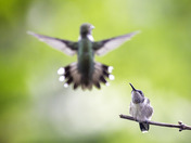 fight or flight