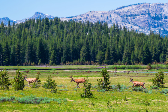 Yosemite National Park