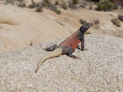 Joshua Tree National Park