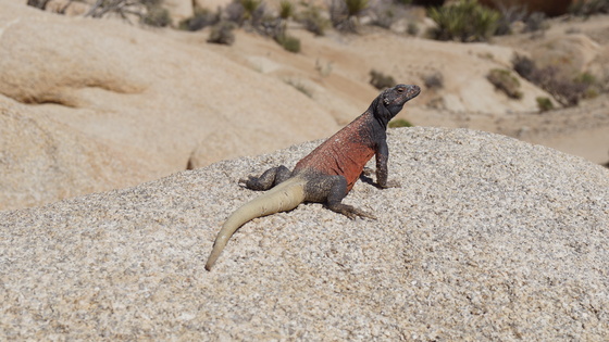 Joshua Tree National Park