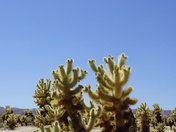 Joshua Tree National Park