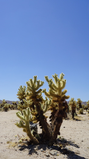 Joshua Tree National Park