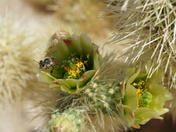 Joshua Tree National Park