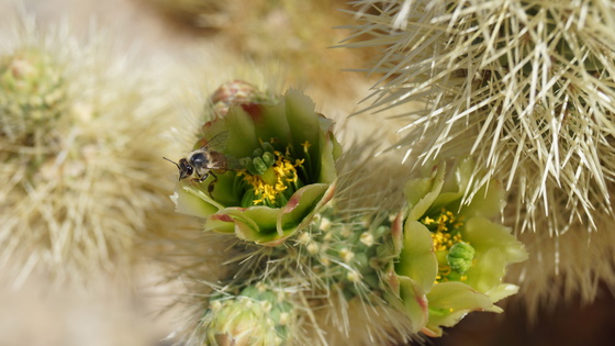 Joshua Tree National Park