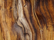 Ancient Bristlecone Pine Forest
