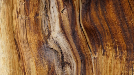 Ancient Bristlecone Pine Forest