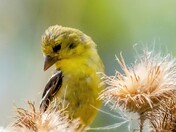 Coy Goldfinch